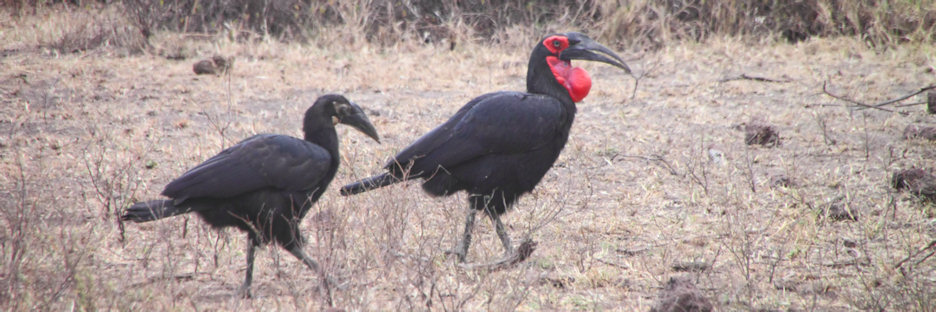 GroundHornbill_4786.jpg