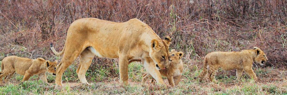 Lion&Cubs_5272.jpg