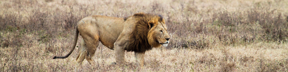 Lion_5281_4x1.jpg