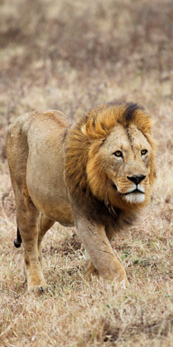 Lion_5283_v.jpg