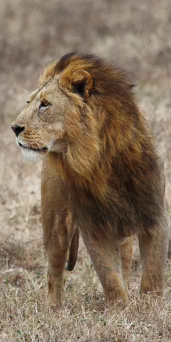 Lion_5284_v.jpg