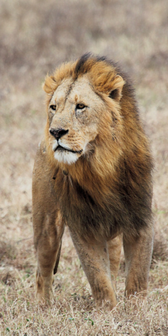 Lion_5285_v.jpg