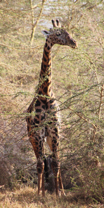 MaasaiGiraffe_4740_v.jpg