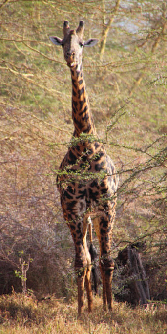 MaasaiGiraffe_4741_v.jpg