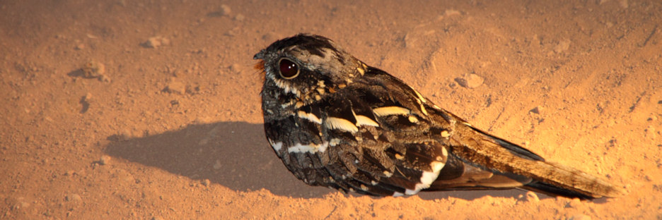 NightJar_NightDrive_4792.jpg