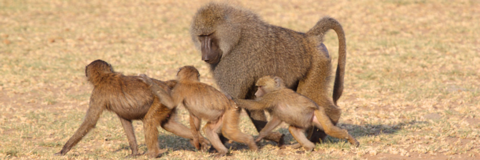 OliveBaboonTroop_1582.jpg