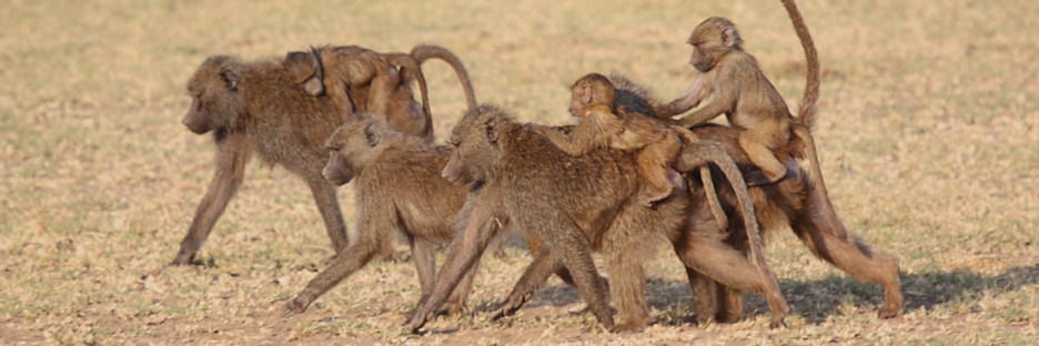 OliveBaboonTroop_1592.jpg