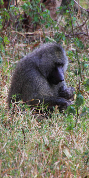 OliveBaboon_4738_v.jpg