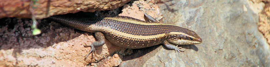 Skink_5253_4x1.jpg