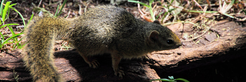 Sqirrel_4702.jpg