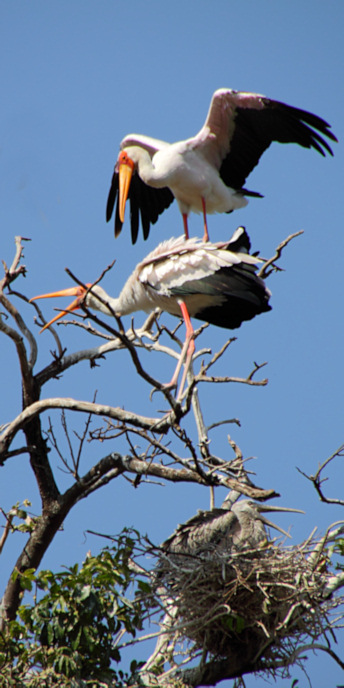 YellowBilledStorks_4714_v.jpg