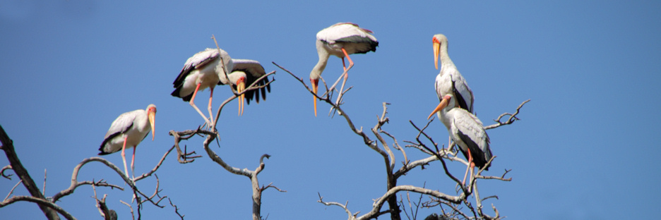 YellowBilledStorks_4715.jpg