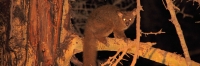 GreaterBushBaby_NightDrive_4794