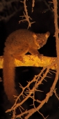 GreaterBushBaby_NightDrive_4795_v