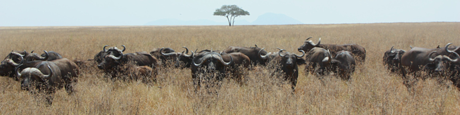 Buffalo_1726_4x1.jpg