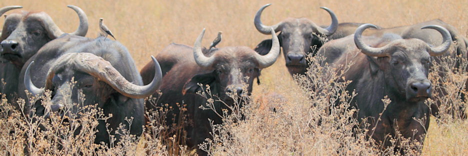 Buffalo_5009.jpg