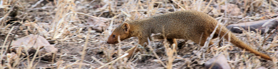 DwarfMongoose_1650_4x1.jpg