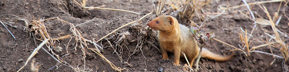 DwarfMongoose_1653_4x1.jpg