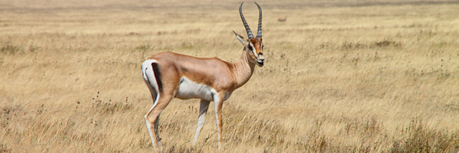 GrantsGazelles&Thompsons_4815.jpg