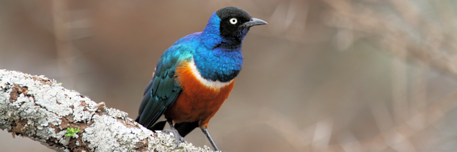 SupurbStarling_5066.jpg