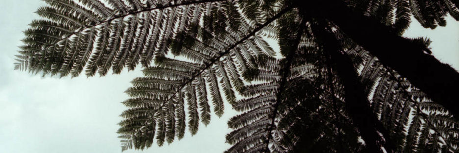 WaipuaKauriForest2TreeFern_g.jpg
