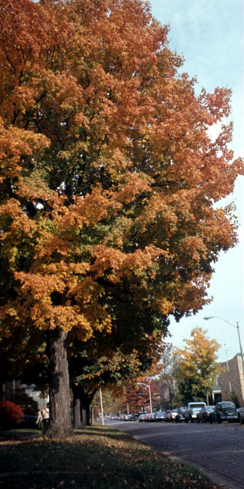 Illinois_8_UrbanaChampagne_Autumn.jpg
