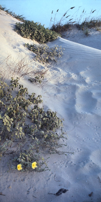 Texas_1_PadreIslandSandDunes_g.jpg